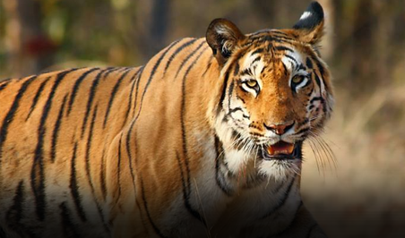 tigre pendant un voyage au Gujarat
